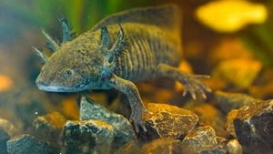 Scientists Hunt For Axolotl DNA In Mexico City