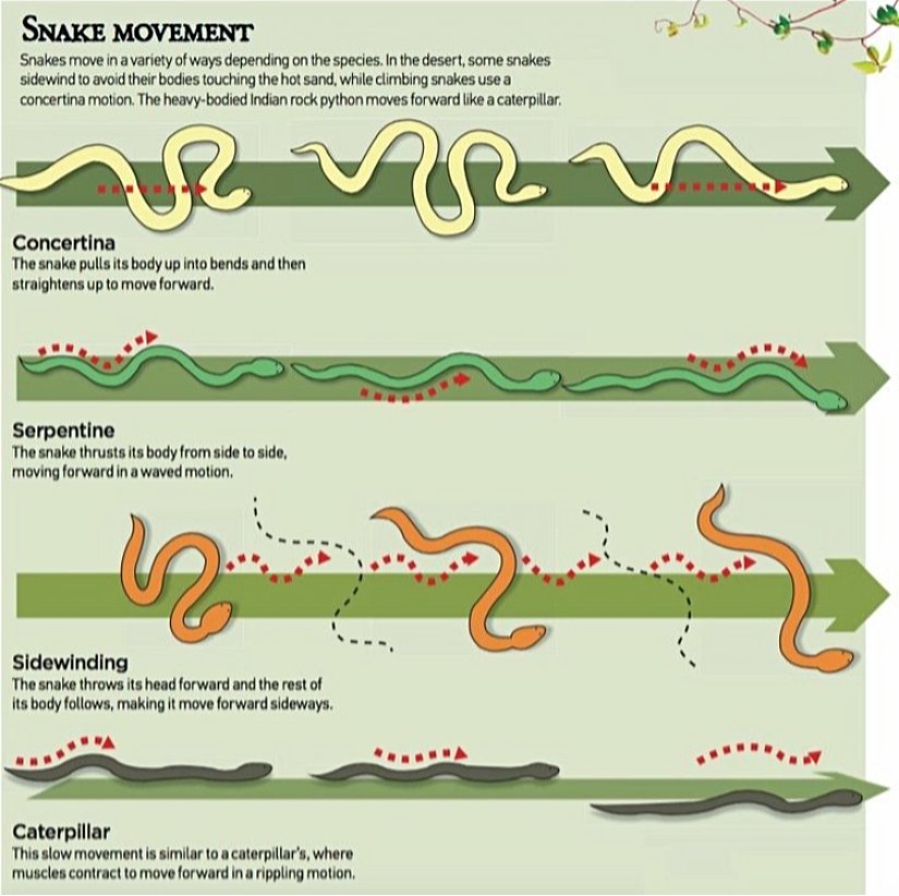Yılanların Hareketi