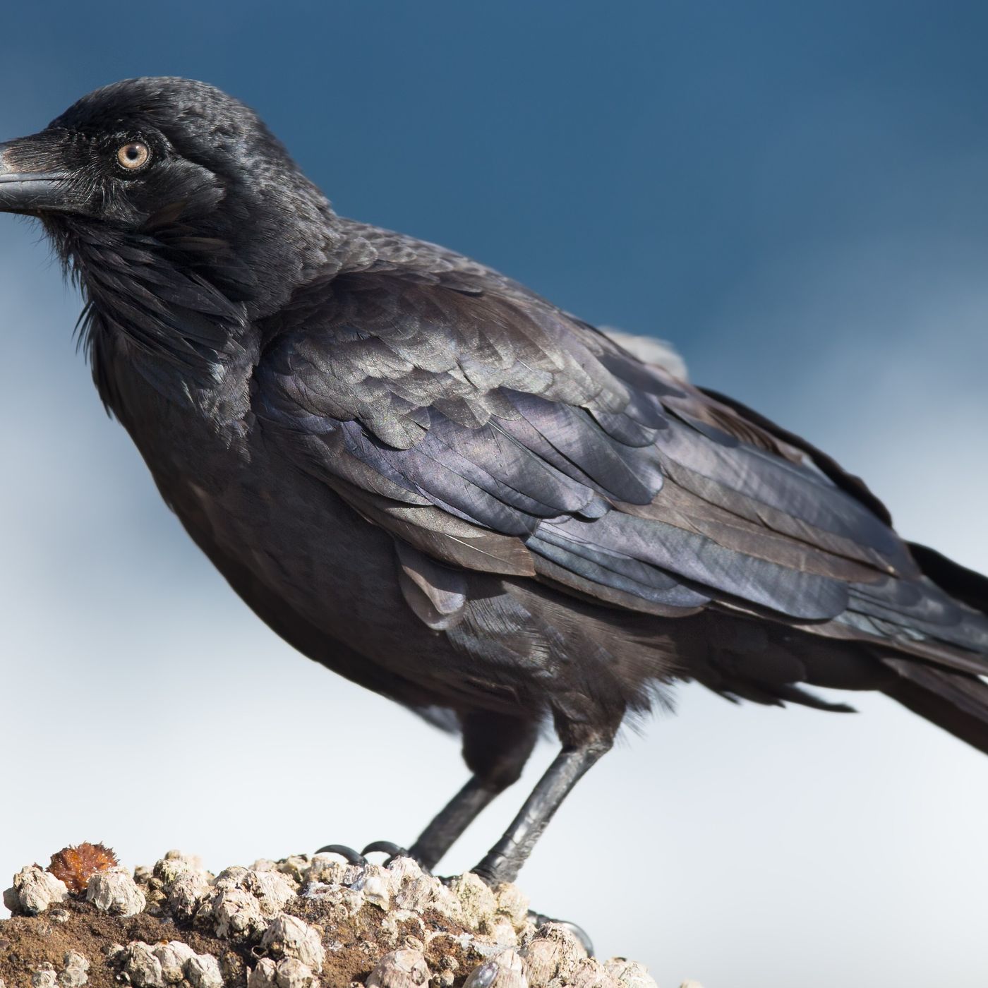 Kuzgunlar da Maymunlar Kadar İyi Plan Yapabiliyor!