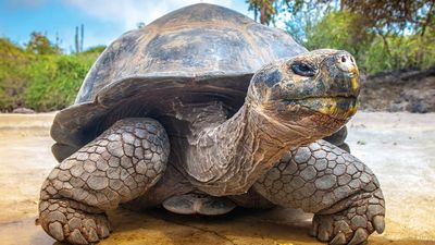 Galapagos Adaları Röportajı (Doç. Dr. Meral Kence)