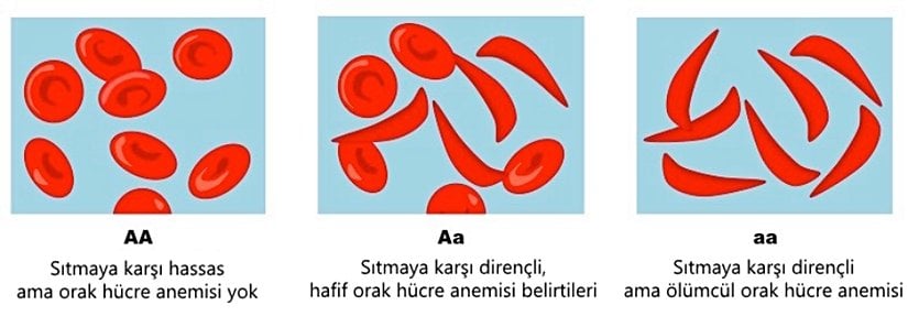 Şekil 23. Orak hücre anemisi genotipleri. Ortada gördüğünüz Aa genotipi, ebeveynlerinden hem normal hem de orak hücre gen alelini almış bireyleri temsil etmektedir. Bu gibi kişiler sıtmaya karşı direnç gösterirler
