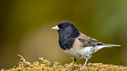 İklim Değişikliği Sebebiyle Artan Sıcaklıklar, Hayvanların Şekil Değiştirmesine Yol Açıyor!