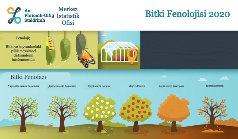 Bir yıllık bitki fenofazını gösteren diyagram.