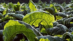 Bitki ve Hayvanların Bağışıklık Sistemlerindeki Benzerlik, Patojenleri Algılama Yetisinin Ötesine Geçiyor!