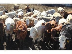 Trump Orders Probe Into Meatpacking Giants Amid Record Beef Prices