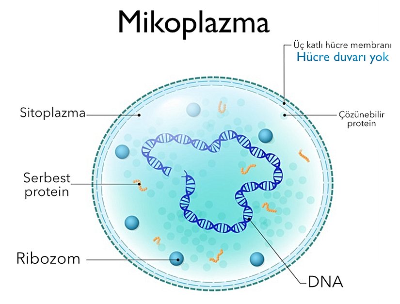 Kabaca hücre yapısı.