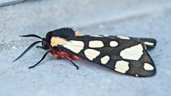 Krem benekli kaplan güvesi (Epicallia villica)