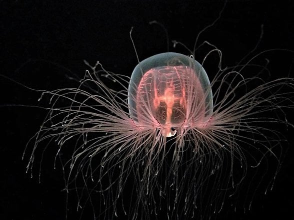 Ölümsüz denizanası (Turritopsis dohrnii)