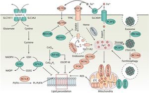 LDHB Revealed As Key Player Against Ferroptosis In Cancer Cells