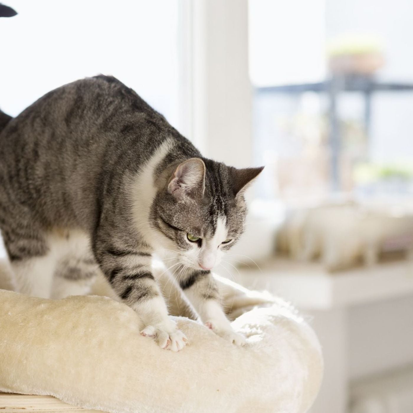 Kediler Neden Yoğurma Hareketi Yapıyor? Patileriyle Kurabiye Yapan Kedilerin Asıl Amacı Ne?