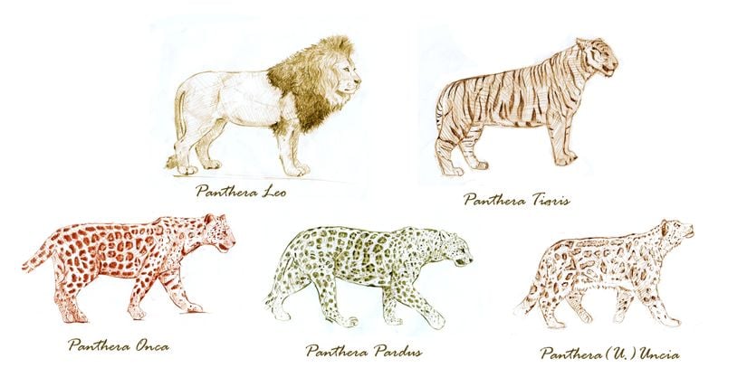 Panthera