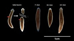 Kafası Kesilen Solucanlar: Hafızamız Beynimizde mi, Yoksa Vücudumuzda mı Depolanıyor?