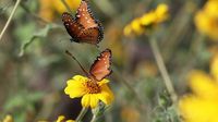 ¿Qué Se Celebra el 21 de Marzo en México? La Razón Detrás de Regalar Flores Amarillas Hoy | N+