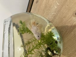 Beta balığının suyunu ne sıklıkla değiştirmeliyim ve kumunu nasıl hazırlamalıyım?