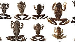 Tür Çeşitliliğinin Nötral Teorisi