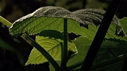 Cimpi Cimpi: Dokunduğunuzda Acı İçinde Kusmanıza Neden Olan Bitki