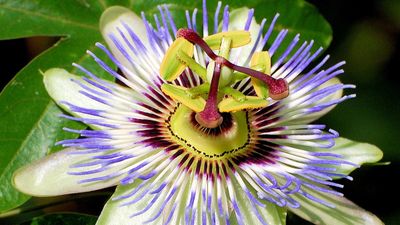 Çarkıfelek (Passiflora)