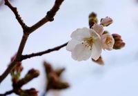 1st cherry blossom bloom of 2025 confirmed in Kochi, Kumamoto