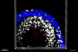 Araştırma Aşı Etkisini Artırmak İçin Hep Aynı Kolu Kullanmayı Öneriyor!