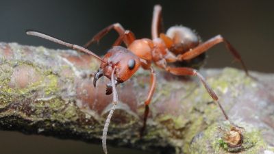 Karıncalarda Köleleştirme İçgüdüsü: Bazı Karıncalar, Diğer Türleri Köleleştirip, Kendi İşleri İçin Sömürüyorlar!