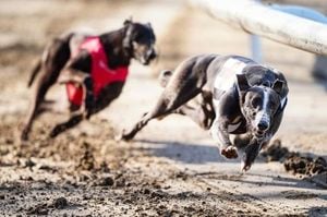 Wales Moves Toward Historic Greyhound Racing Ban