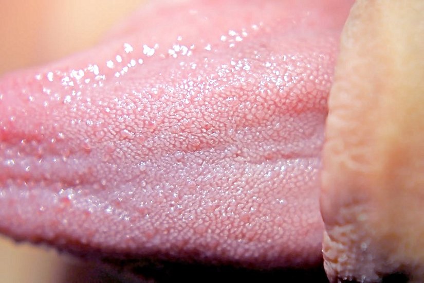 Dile yakından bakıldığında tat tomurcukları rahatça görülebilir.