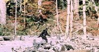 'Monster Madness': A sixth grader sent us this delightful podcast about Bigfoot