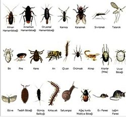 Böceklerin evrimi, başlangıç noktaları ve bilinen ilk böcek türü nedir?