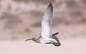 Whimbrels Exhibit Sex-Specific Migration Patterns Along Atlantic Flyway