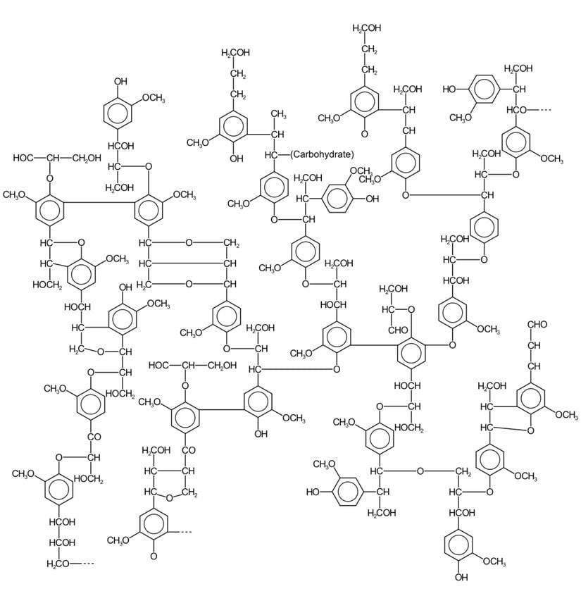 Bitkinin yumuşak dokusundan idealize edilmiş lignin molekülünün yarı açık formülü. Göründüğü gibi fenolik hücreler birbirlerine çapraz şekilde bağlılar.