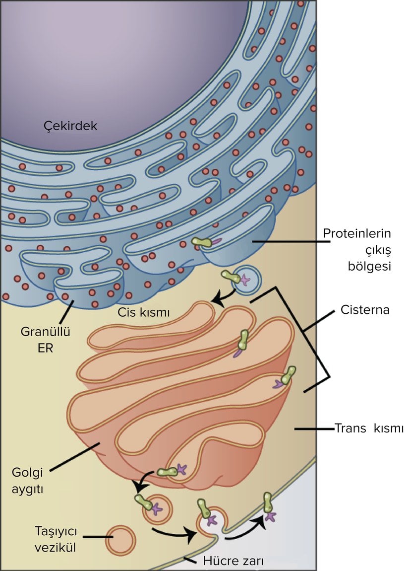 Golgi aygıtından hücre yüzeyine protein taşınması
