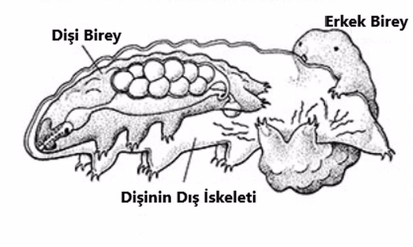 Tardigradların çiftleşme davranışını gösteren bir çizim.