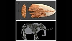 Araştırmaya Göre, Mastodonun Kaburga Kemiğine Saplanmış Antik Mızrak Ucu Amerika'daki En Eski Kemik Silahtır