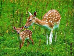 Evrim bu bitki ve tohumların neresinde?
