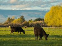 Beef prices extend climb amid tightening cattle inventory
