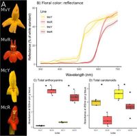 Within-species floral evolution reveals convergence in adaptive walks during incipient pollinator shift - Nature Communications
