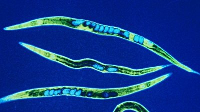 Solucan Beyniyle Kontrol Edilen LEGO Robotlar!