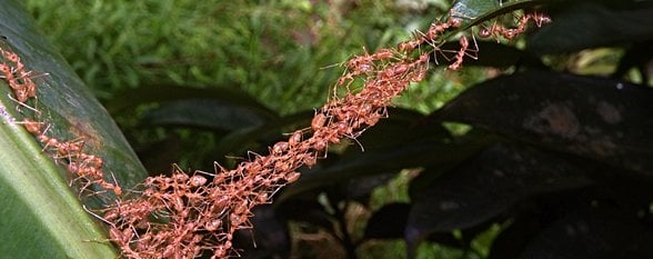 düz ve paralel bir kısa mesafe karınca köprüsü.