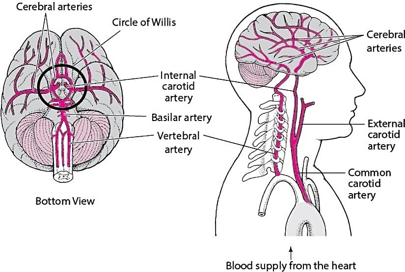 Serebrovasküler Dolaşım