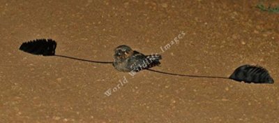 Standart Kanatlı Çobanaldatan