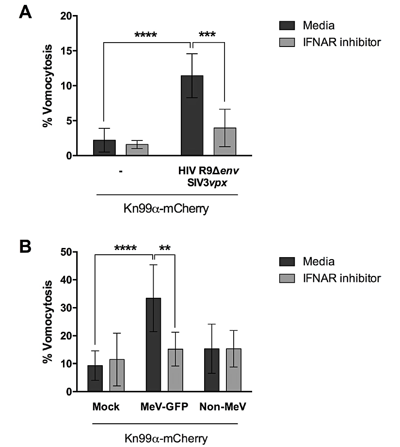 Şekil 7. Antiviral tepki vomositoz için gerekli (Seoane, 2020).
