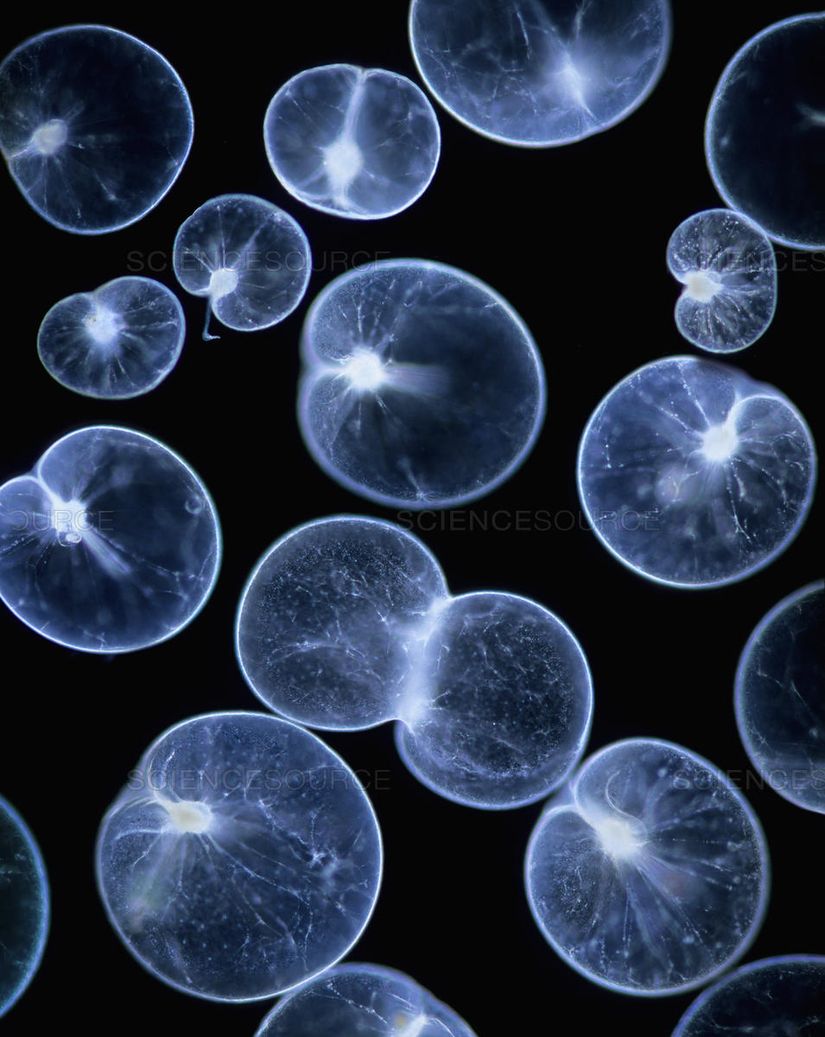 Noctiluca scintillans