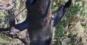Fire Threatens Oregon’s Historic Doerner Fir Tree