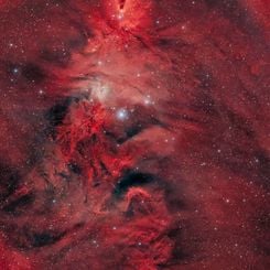 Unicorn, Fox Fur and Christmas Tree