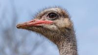 Gunshots Heard at Canadian Ostrich Farm, Signaling Start of Controversial Cull