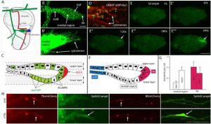 EGFR Pathway Regulates Cytoneme Dynamics And Hedgehog Signaling