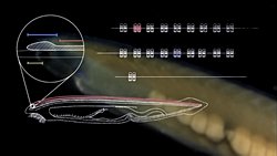 Farklı canlılardaki aynı genler neden temelde aynı ama görünürde farklı ürünler ortaya çıkarır ?