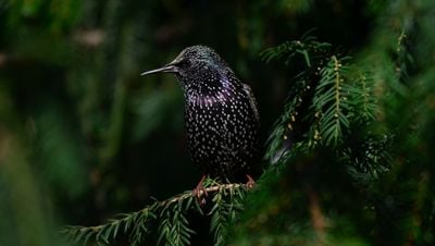 Sığırcık (Sturnus vulgaris)