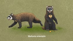 Cüce Ayılar(Ballusia)