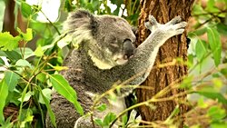 Ağaca Sarılma Alışkanlığı Koalaların Serinlemesine Yardımcı Oluyor!